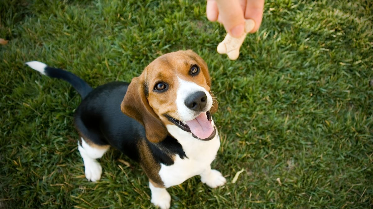 15 Fatal Dog Training Mistakes You Might Be Making 12 Bribing Instead Of Training