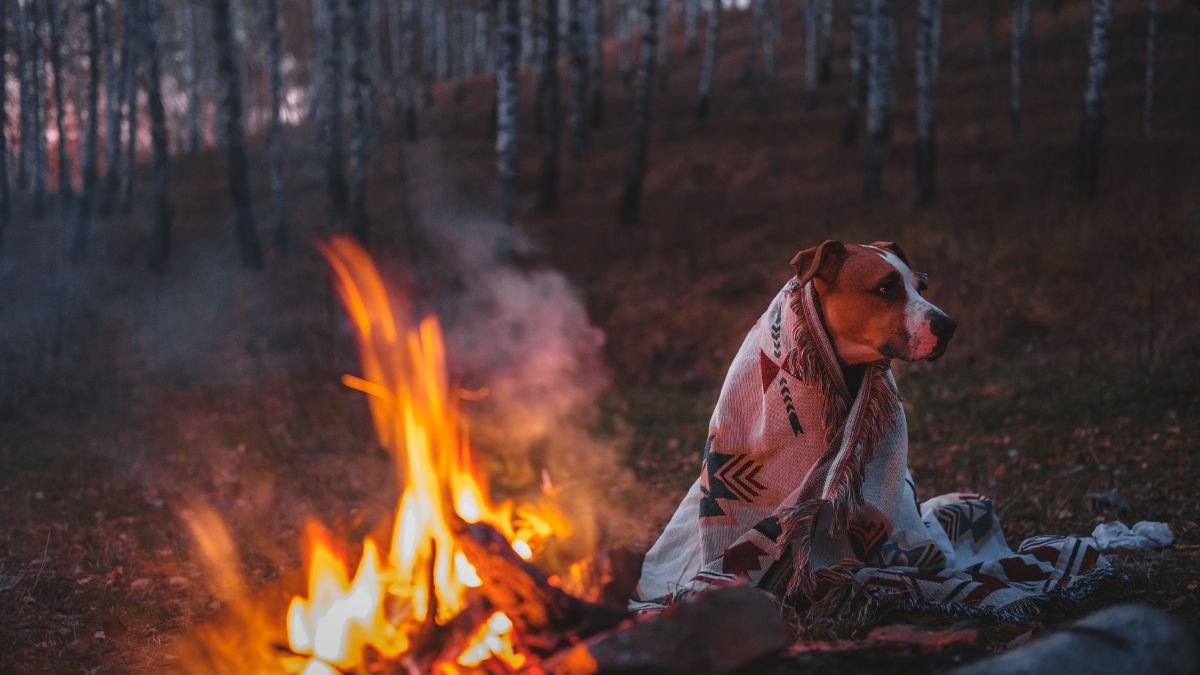 10 Critical First Aid Skills Every Dog Owner Must Know to Save Their Pet’s Life 7 Burns