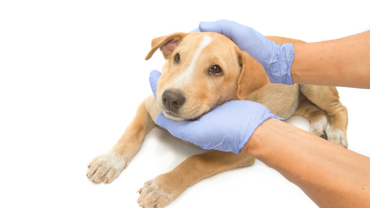 10 Deadly Diseases Your Dog Can Catch From Other Dogs 7 Canine Hepatitis