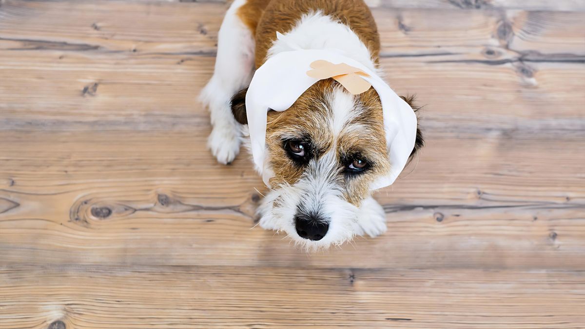 10 Ways Your Dog Could Get Hurt At The Park 7 Head Injuries