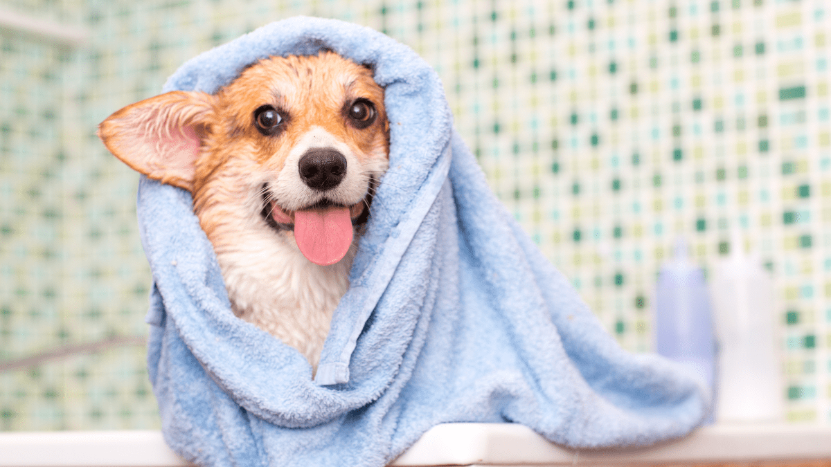 10 Dangerous Dog Behaviors You Should Never Ignore 6 Separation anxiety in dogs