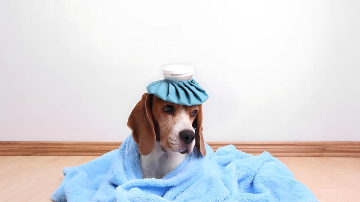 10 Deadly Diseases Your Dog Can Catch From Other Dogs 6 Canine Distemper