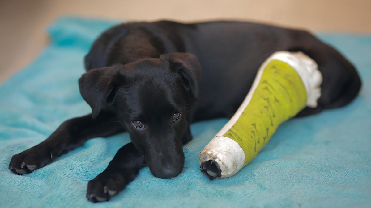 10 Ways Your Dog Could Get Hurt At The Park 6 Fractures and Anterior Cruciate Ligament Injuries (ACL)