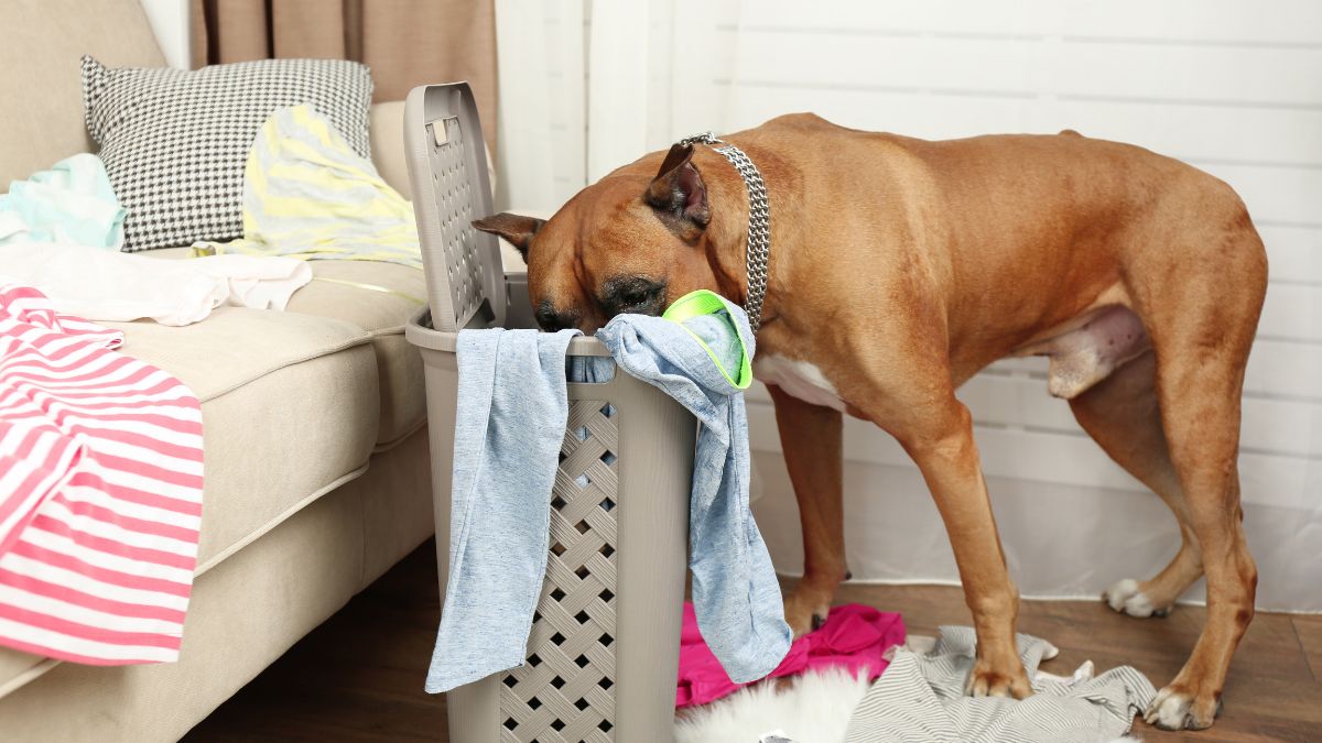 10 Hidden Traps in Your Home That Will Hurt Your Dog 6 Harmful Fabrics