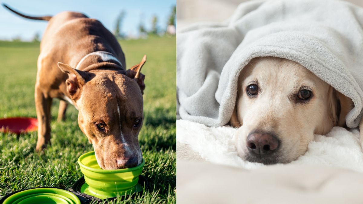 10 Critical First Aid Skills Every Dog Owner Must Know to Save Their Pet’s Life 6 Heatstroke And Hypothermia