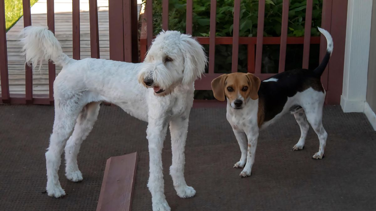 15 Fatal Dog Training Mistakes You Might Be Making 11 Not Proofing A Behavior Or Skill