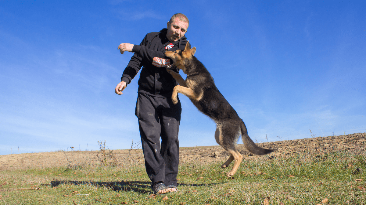 10 Dangerous Dog Behaviors You Should Never Ignore 5 Dog jumping on people