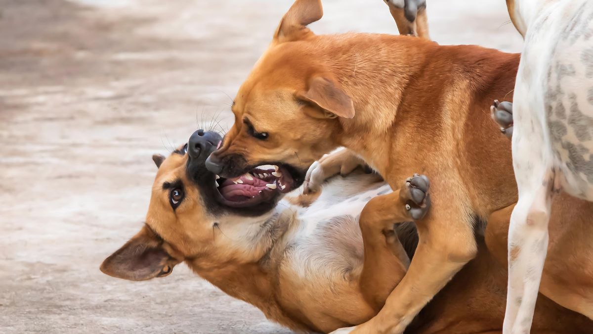 10 Ways Your Dog Could Get Hurt At The Park 5 Dog Bites