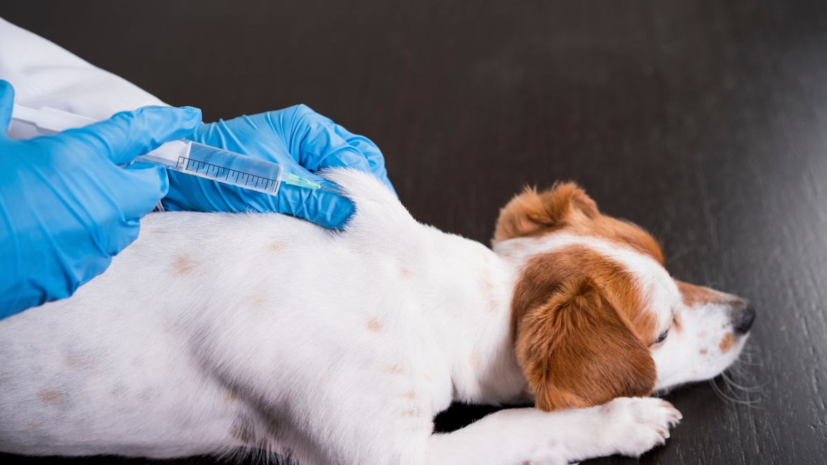 10 Deadly Diseases Your Dog Can Catch From Other Dogs 5 Leptospirosis