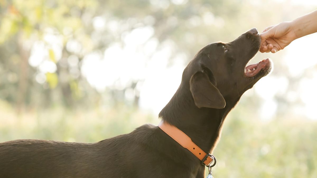 15 Fatal Dog Training Mistakes You Might Be Making 10 Rewarding Negative Behavior