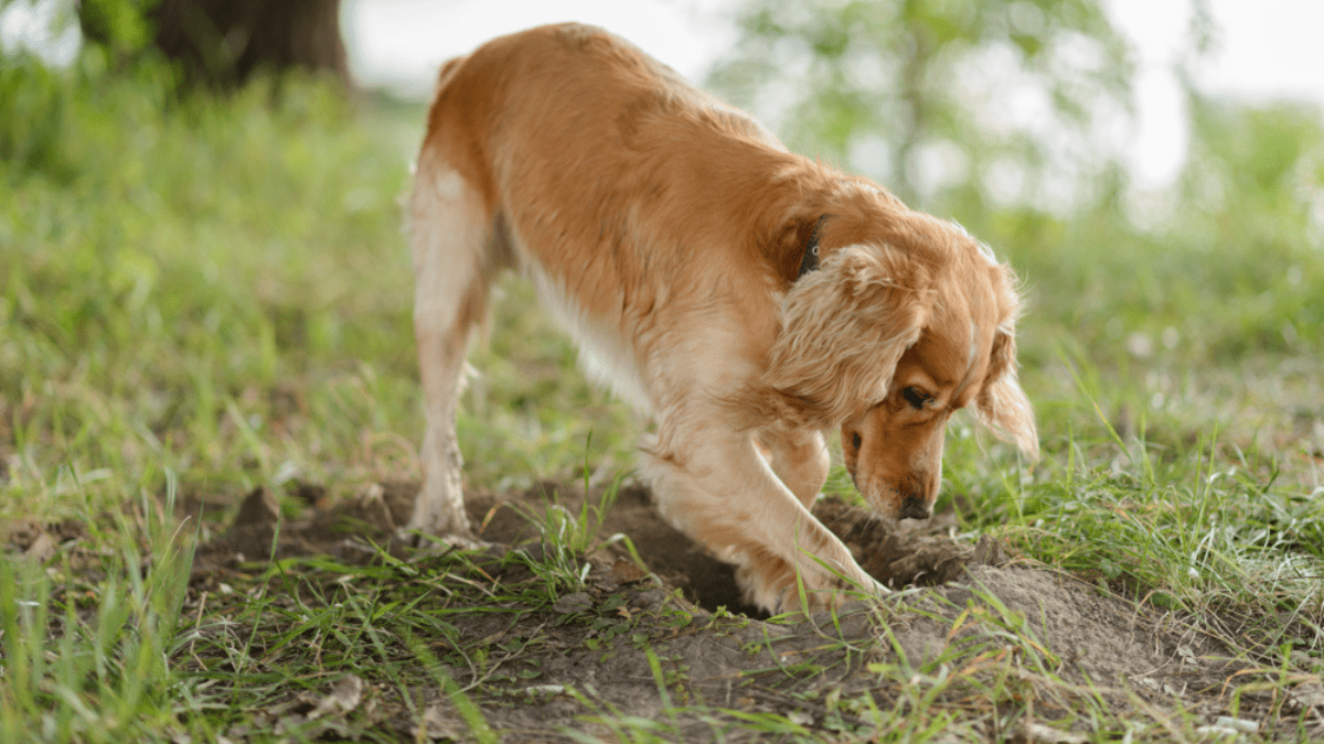10 Dangerous Dog Behaviors You Should Never Ignore 4 Dog digging holes