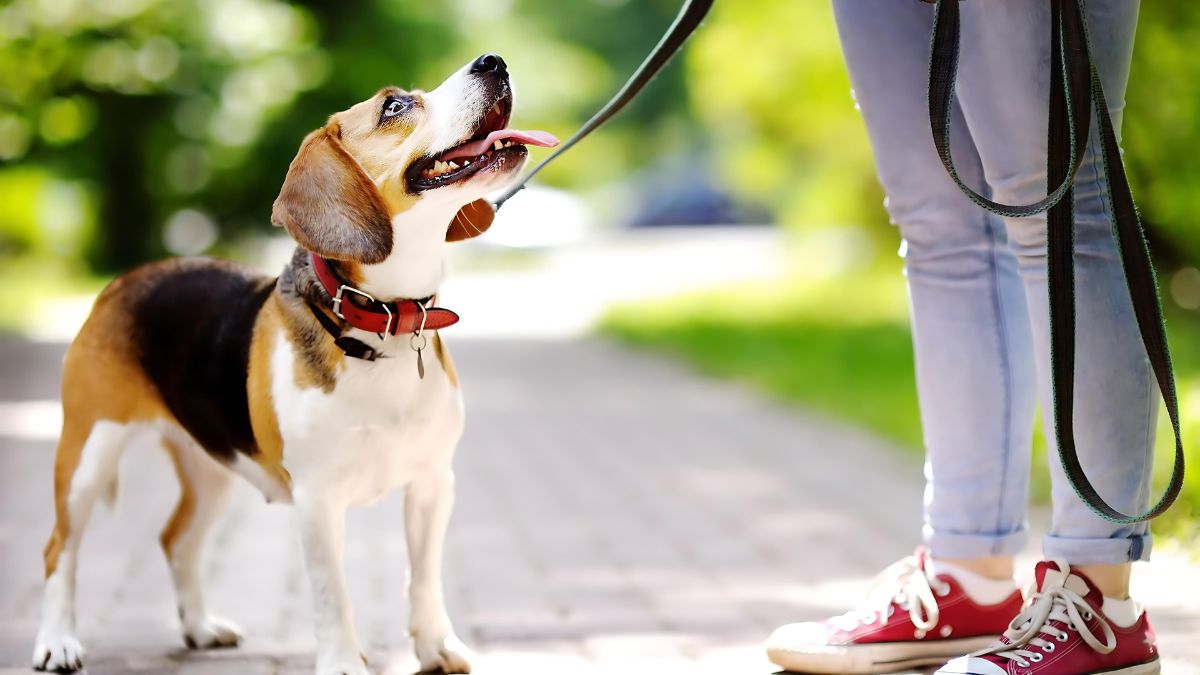 10 Ways Your Dog Could Get Hurt At The Park 4 Burned Paws