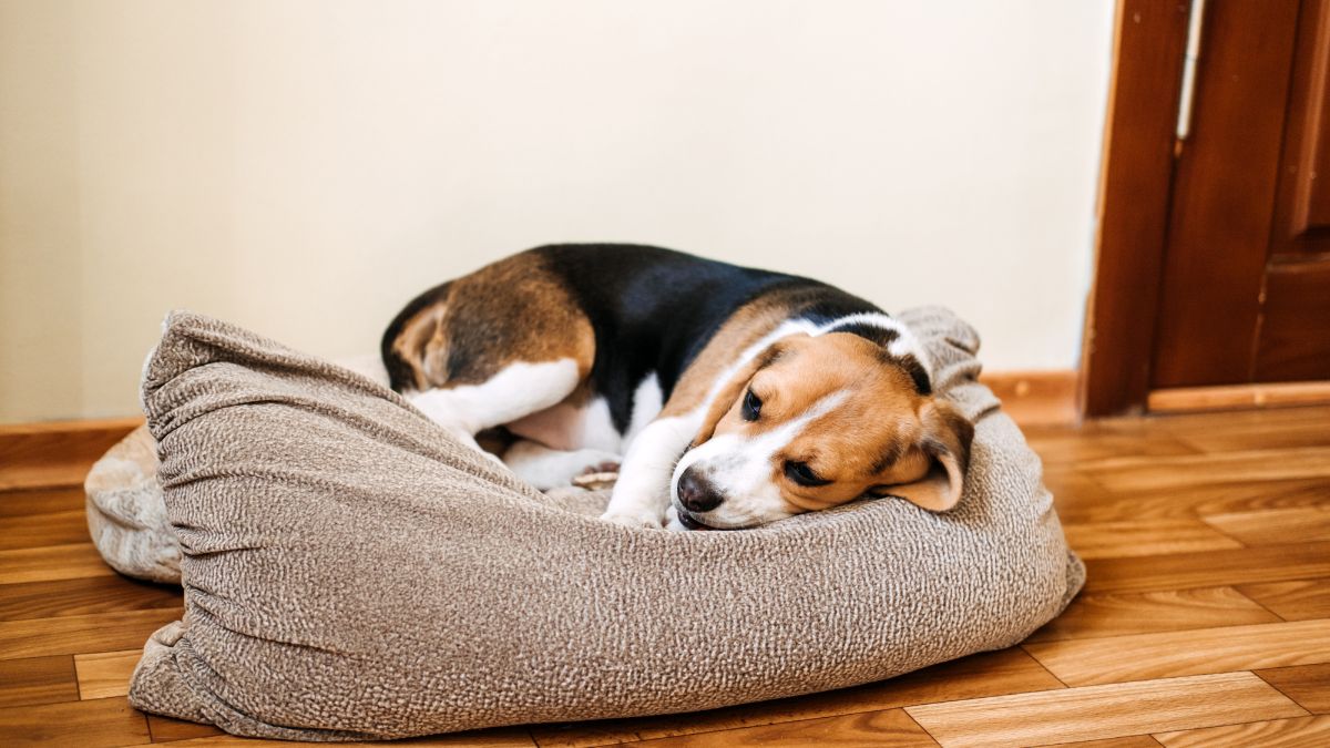 10 Deadly Diseases Your Dog Can Catch From Other Dogs 4 Coronavirus