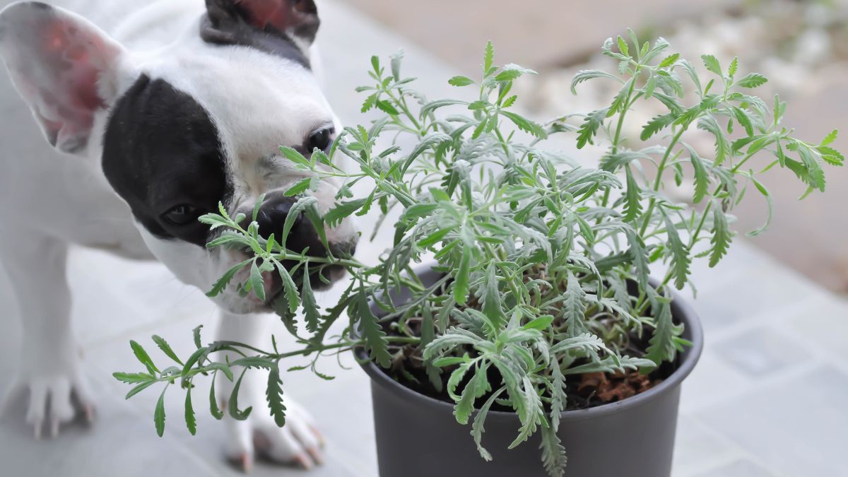 10 Hidden Traps in Your Home That Will Hurt Your Dog 4 House Plants