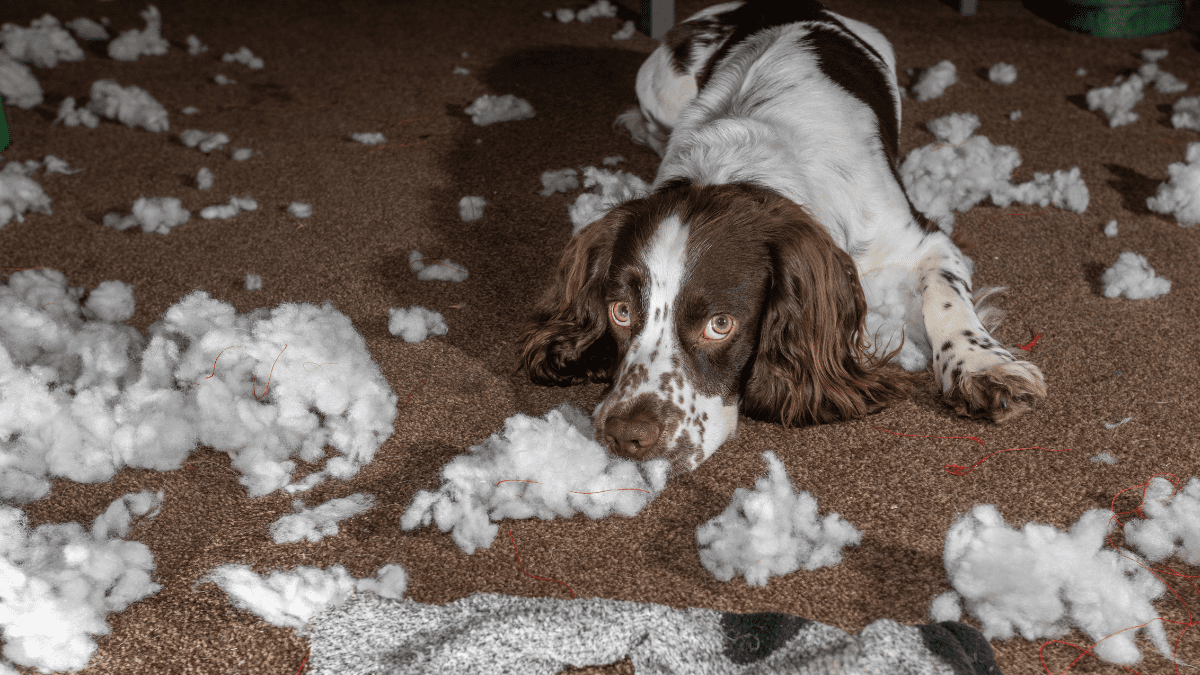 10 Dangerous Dog Behaviors You Should Never Ignore 3 Destructive chewing in dogs