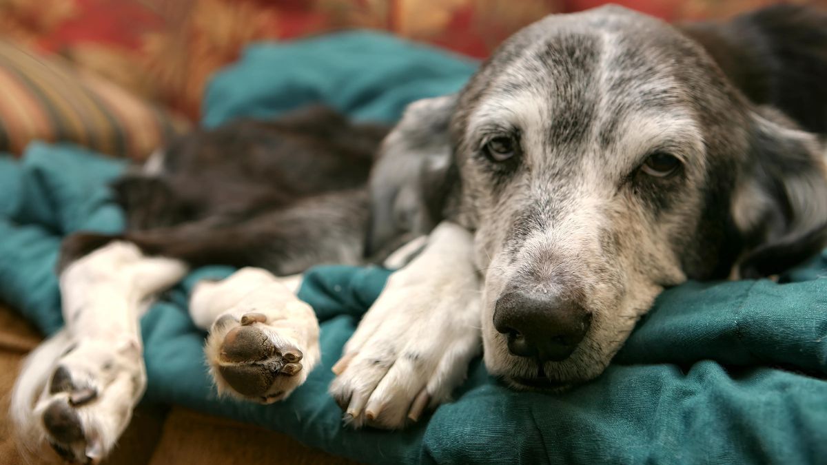 10 Deadly Diseases Your Dog Can Catch From Other Dogs 3 Canine Influenza