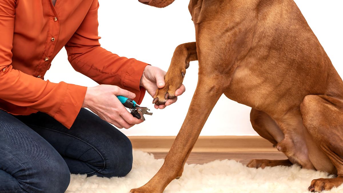 10 Ways Your Dog Could Get Hurt At The Park 3 Foreign Objects In Paw Pads And Broken Nails