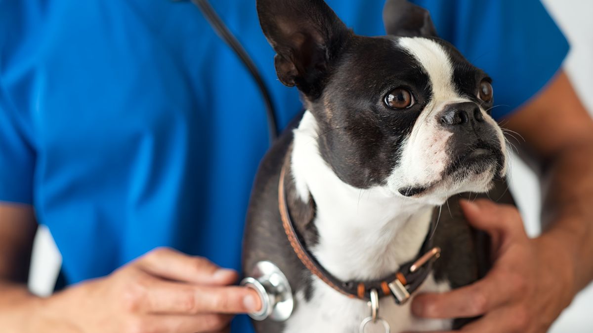 10 Critical First Aid Skills Every Dog Owner Must Know to Save Their Pet’s Life 3 Recognizing Vital Signs