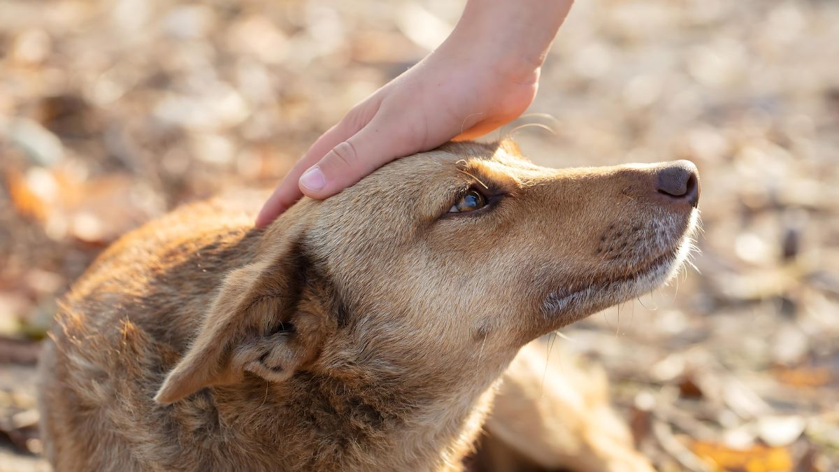 15 Fatal Dog Training Mistakes You Might Be Making 8 9. Wrong Timing With Rewards And Praises