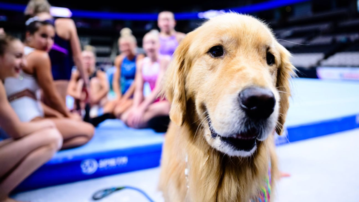 How a Golden Retriever Became the Secret Weapon for Gymnastics Athletes 3 Beacon