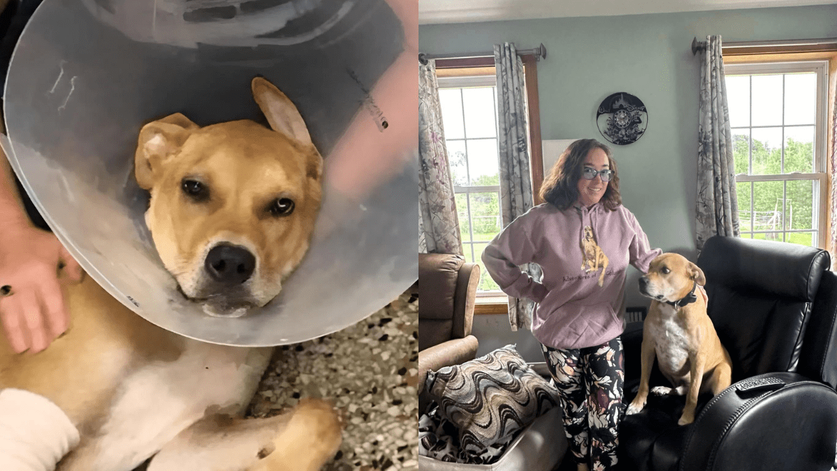 A Heartwarming Rescue: Cyclists Become Heroes for an Injured Dog 3 Columbo and Andrea 1
