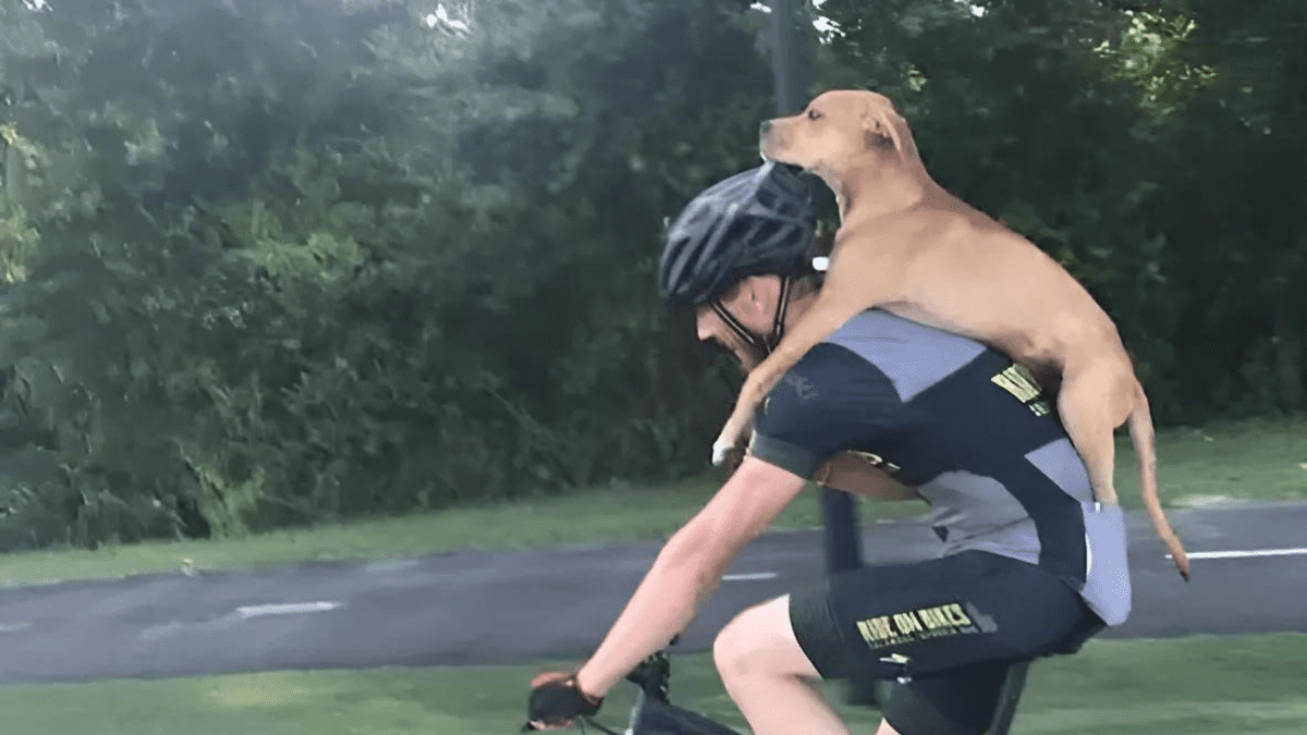 A Heartwarming Rescue: Cyclists Become Heroes for an Injured Dog 2 Cyclists