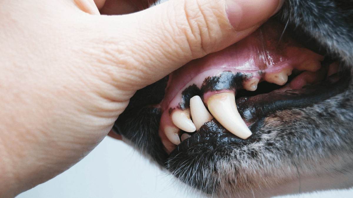 Incredible Vet Technique Saves German Shepherd from Choking 3 Dog Mouth