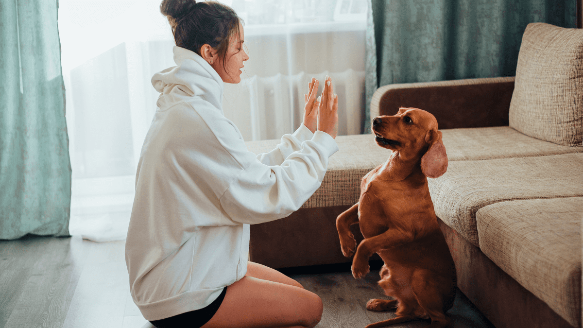 Can Dogs Recall Their Favorite Toys? New Research Says Yes 3 Dog learning a new trick