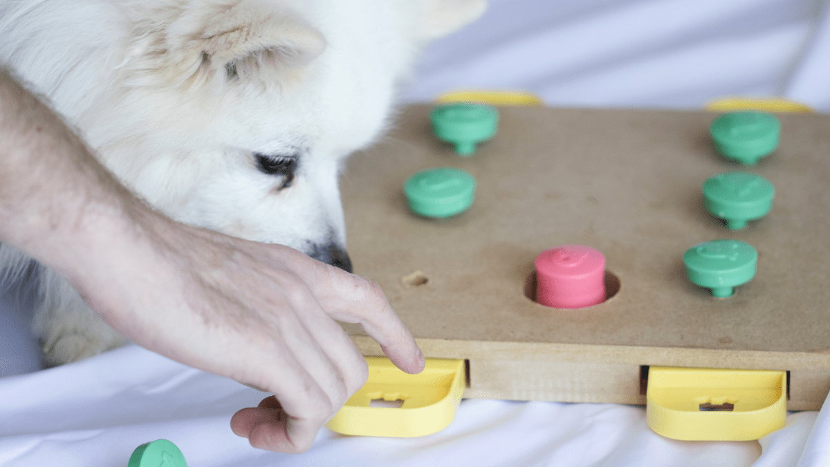 Can Dogs Recall Their Favorite Toys? New Research Says Yes 4 Dog playing with a food puzzle