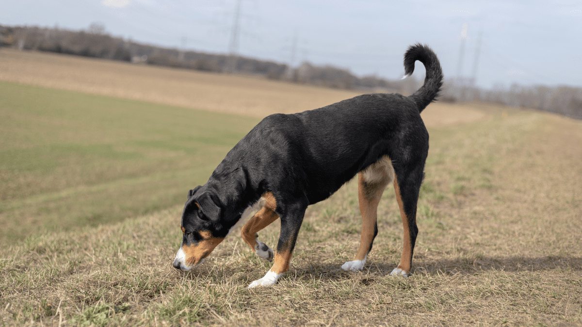 Trust Your Pet: This Dog Saved a Baby from an Abusive Caretaker 4 Dog sniffing