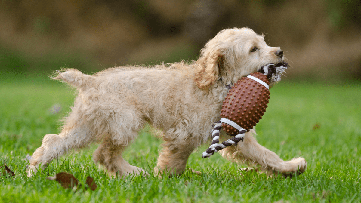 Can Dogs Recall Their Favorite Toys? New Research Says Yes 2 Dog walking with his toy
