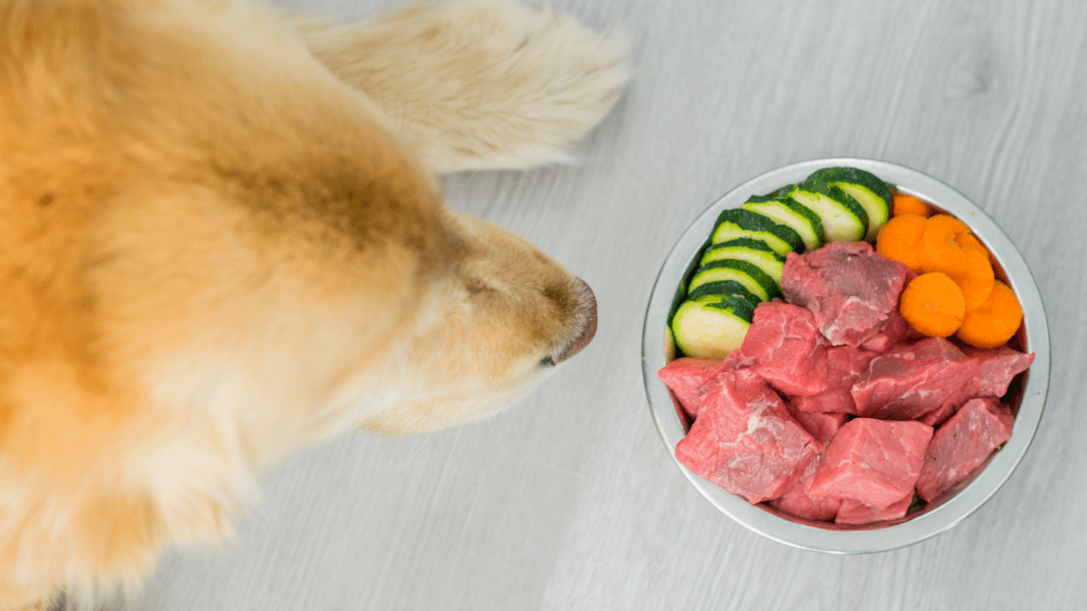Here's Why Your Dog is Obsessed with Licking His Paws 4 Healthy diet for dogs