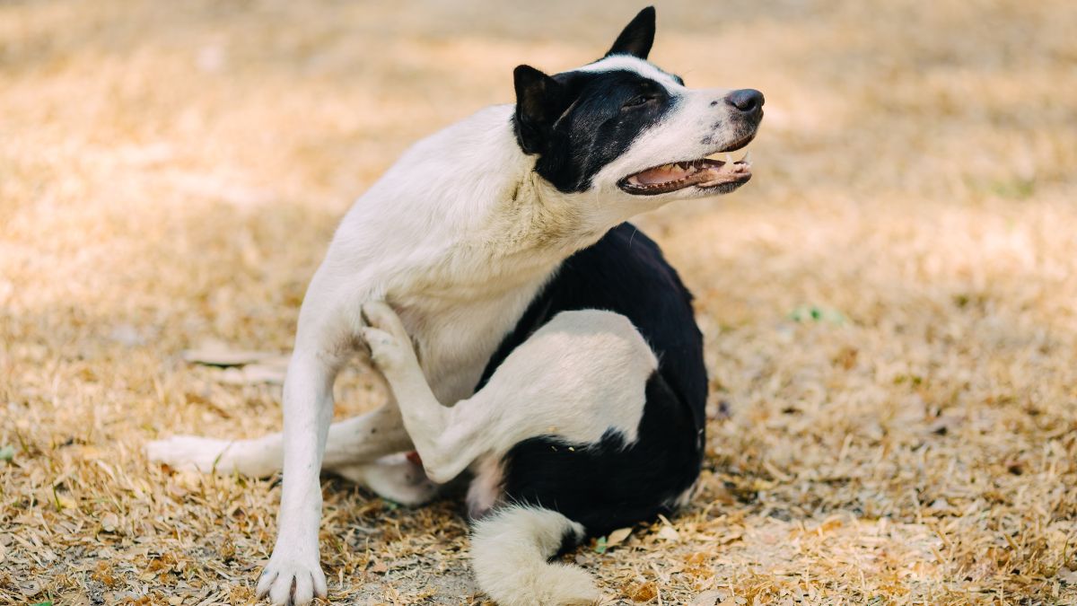Here's Why Your Dog is Obsessed with Licking His Paws 3 Itchiness as symptom of yeast infection
