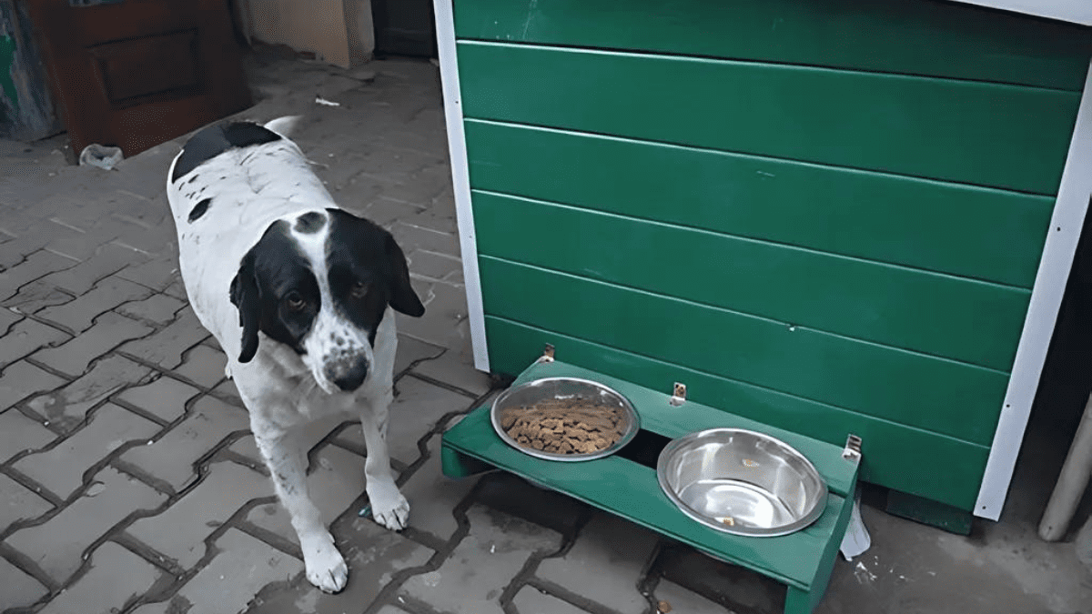 Heroic Stray Dog Takes on the Role of Student Crossing Guard 2 Kupata in his dog house