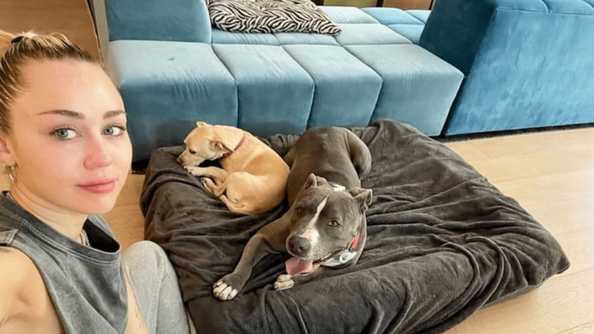 Amanda Seyfried Celebrates Her Dog's 15th Birthday with Sweet Snaps 4 Miley Cyrus with rescue pit bull Angel