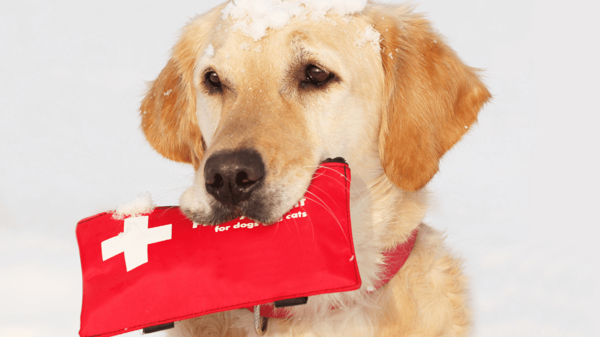 Coast Guard Rescues Dog and Owner Amid Hurricane Helene 3 Pet emergency kit