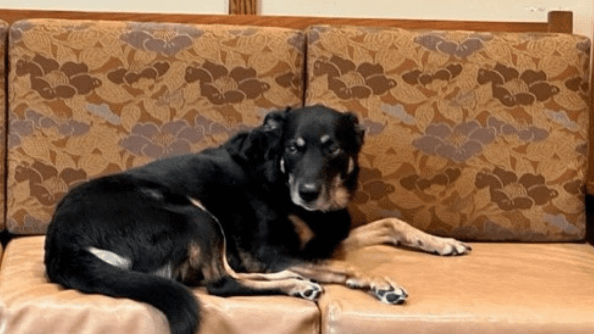 3-Time Dog Shelter Escapee Found a Home at a Care Facility 2 Scout on the couch of a nursing facility