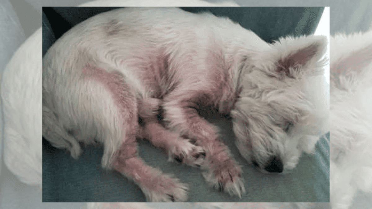 Here's Why Your Dog is Obsessed with Licking His Paws 2 Yeast infection in dogs