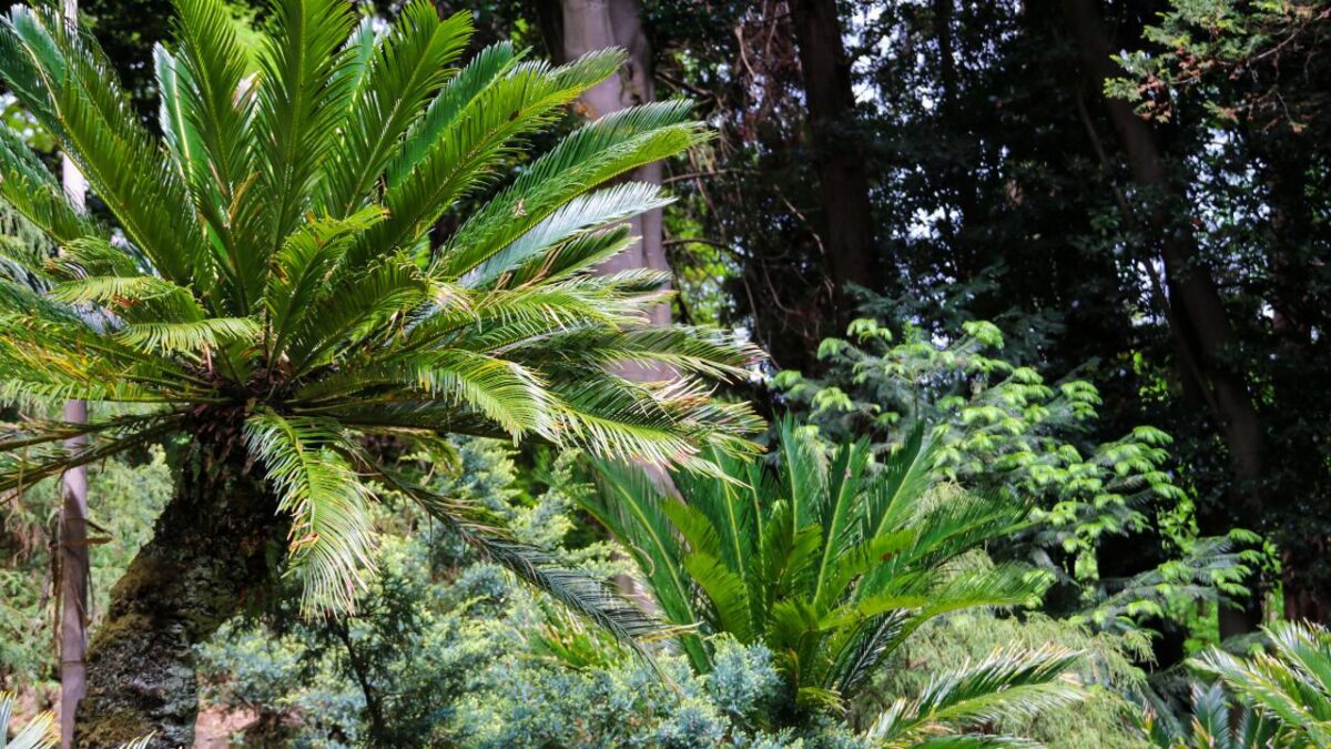 10 Deadly Household Plants That Could Poison Your Dog 11 Sago Palm