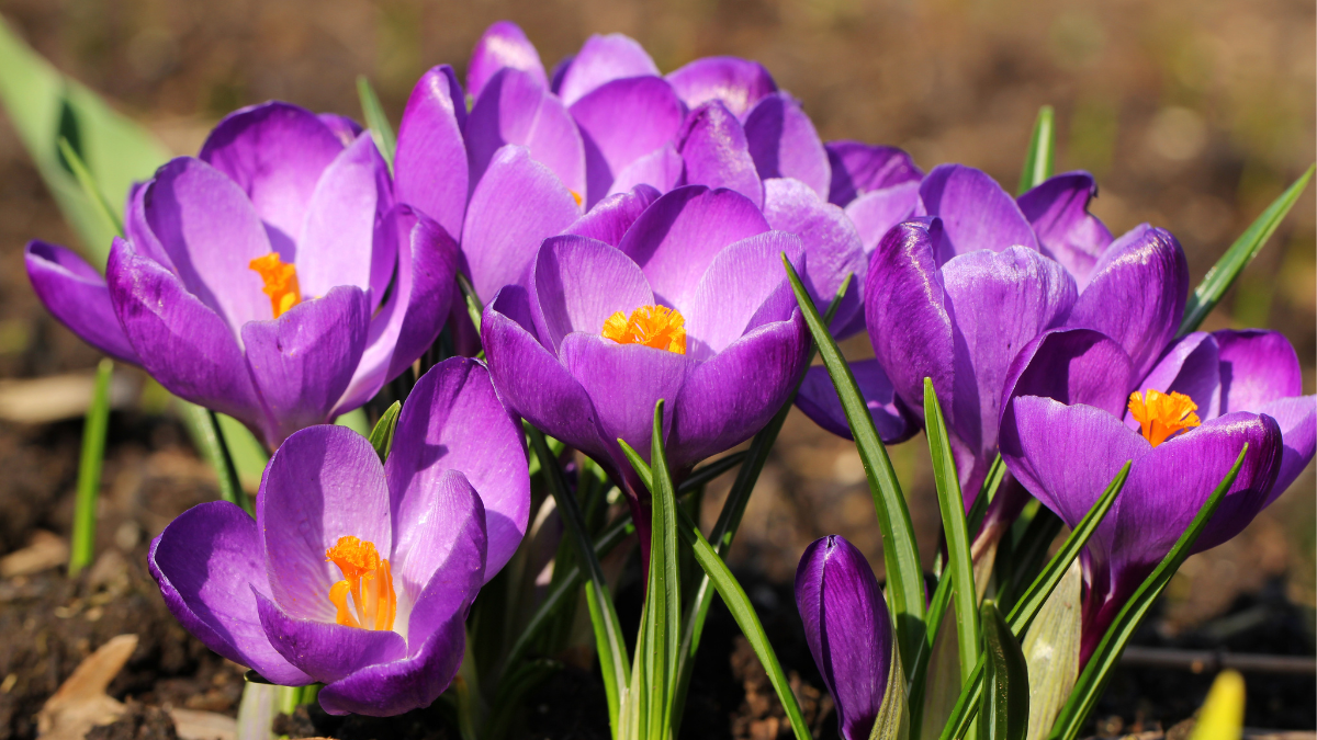 10 Deadly Household Plants That Could Poison Your Dog 2 Autumn Crocus