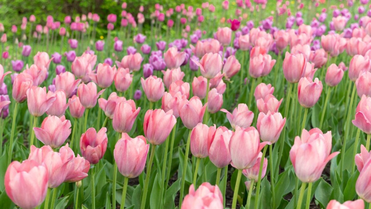 10 Deadly Household Plants That Could Poison Your Dog 10 Tulips