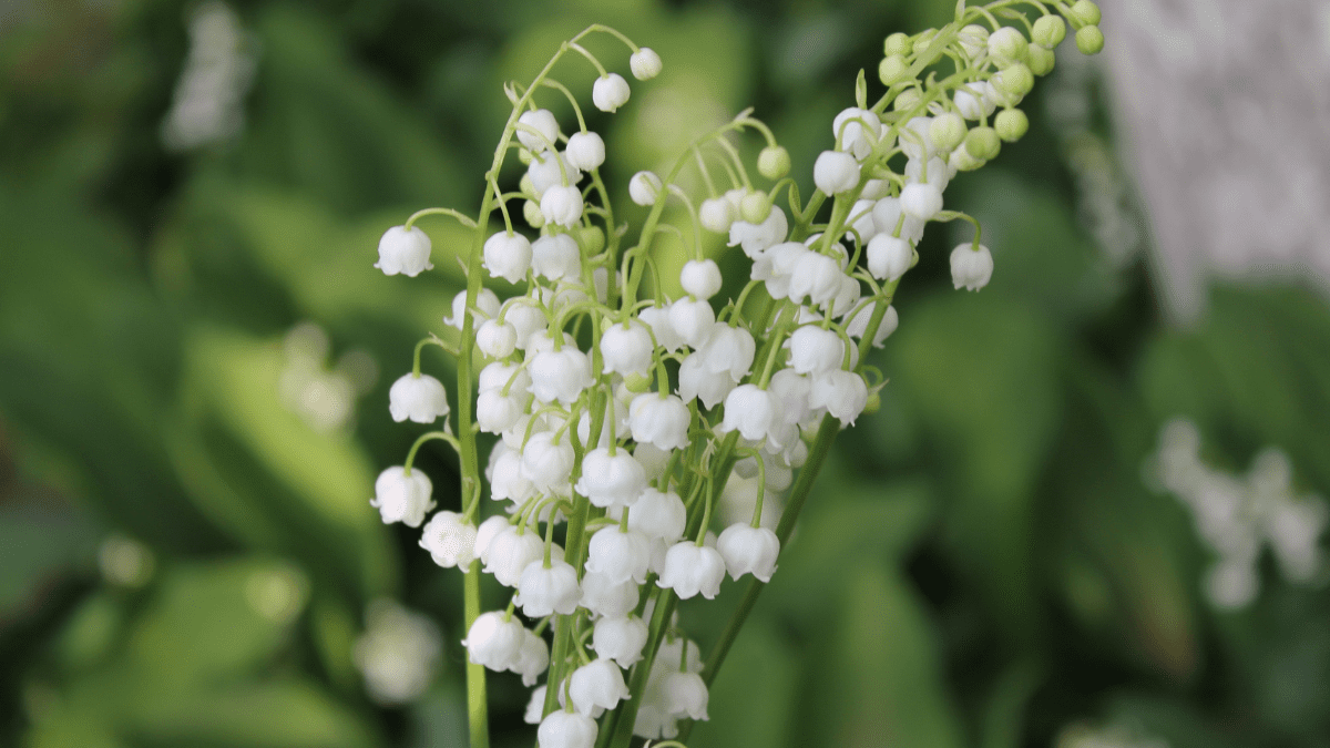 10 Deadly Household Plants That Could Poison Your Dog 9 Lily of the Valley