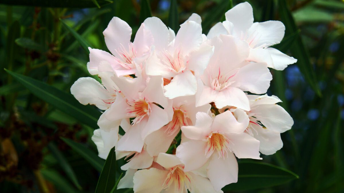 10 Deadly Household Plants That Could Poison Your Dog 8 Oleander