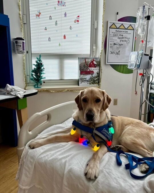 Jude: The Golden Retriever Bringing Smiles to Sick Kids 3 Jude on a hospital bed