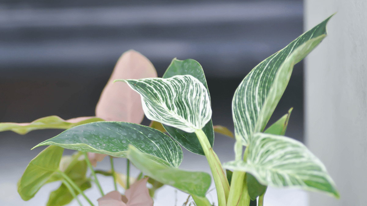 10 Deadly Household Plants That Could Poison Your Dog 7 Philodendrons