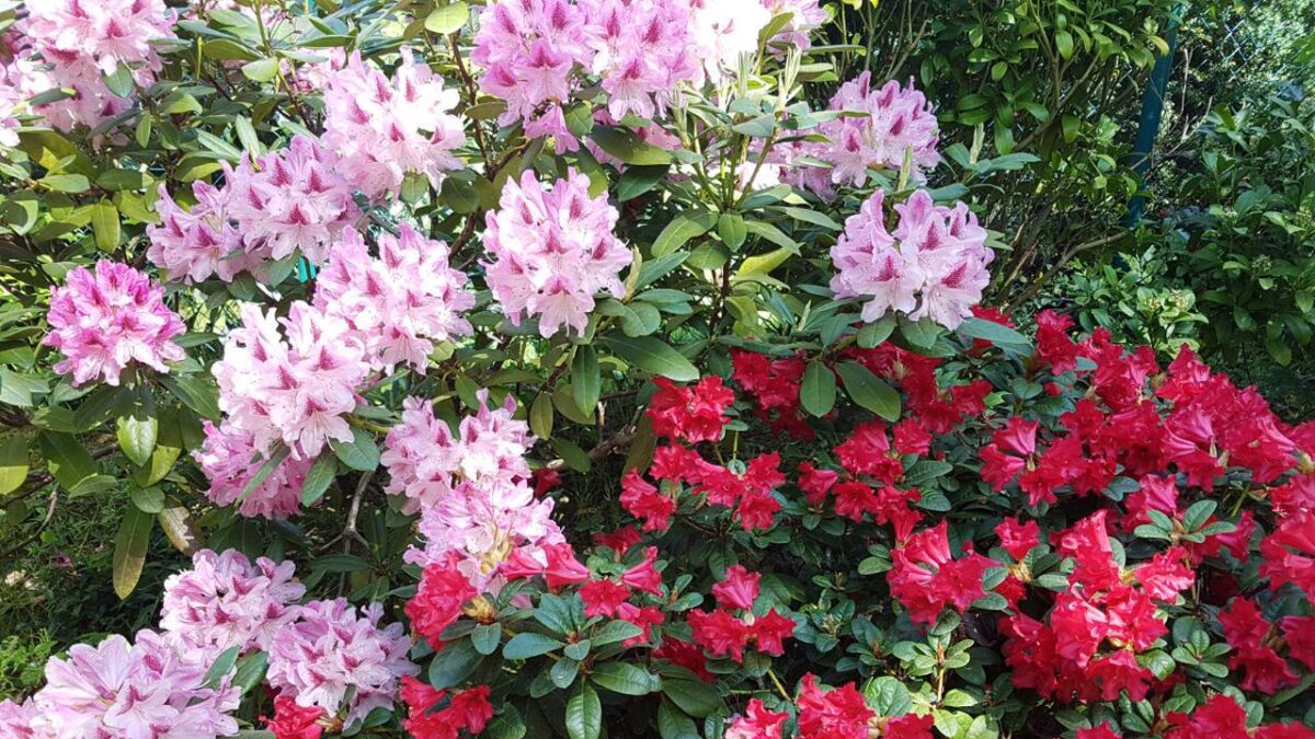 10 Deadly Household Plants That Could Poison Your Dog 6 Rhododendron or Azaleas_Resized
