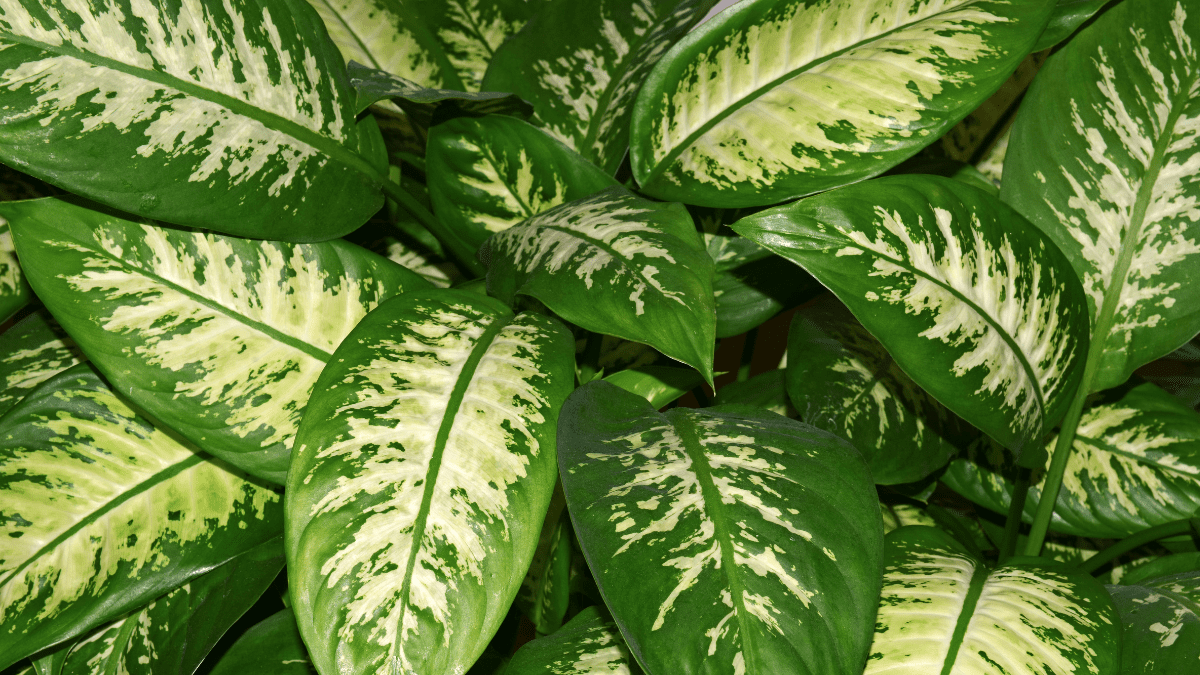 10 Deadly Household Plants That Could Poison Your Dog 5 Dieffenbachia