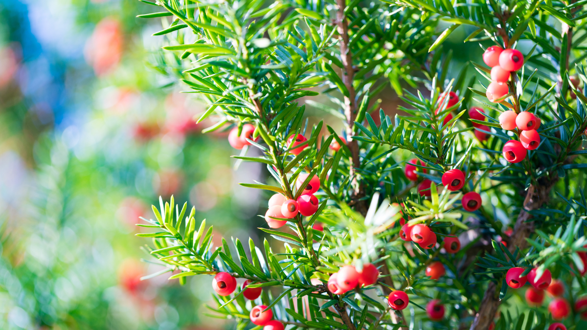 10 Deadly Household Plants That Could Poison Your Dog 4 Japanese Yews