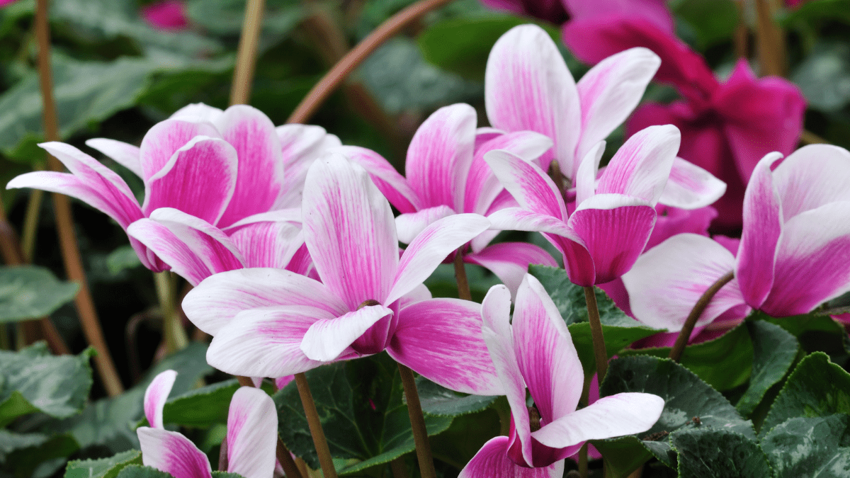 10 Deadly Household Plants That Could Poison Your Dog 3 Cyclamen