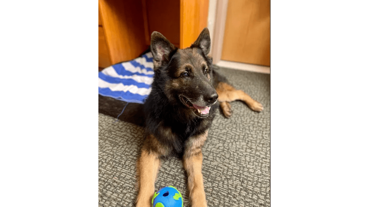 Military Dog Reunites with Handler, Shifts from Duty to Couch Life 4 Bady plays indoors